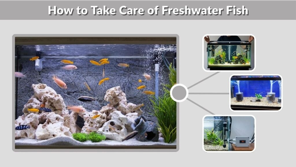 How to Take Care of Freshwater Fish
