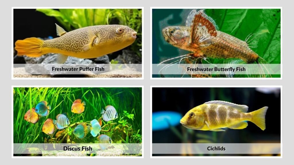Freshwater Fish That Beginners Should Research Carefully