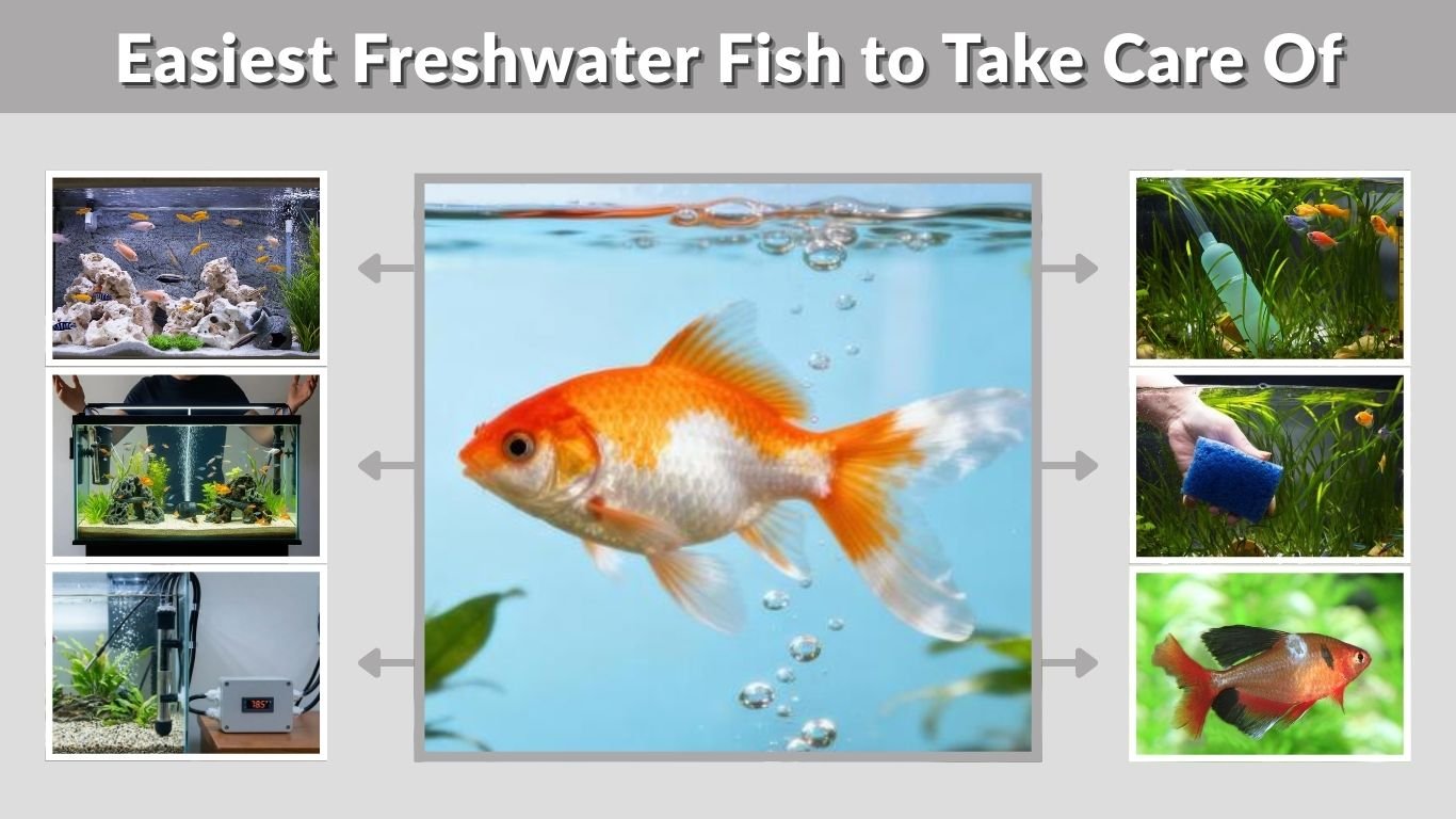Easiest Freshwater Fish to Take Care Of: Beginner Guide