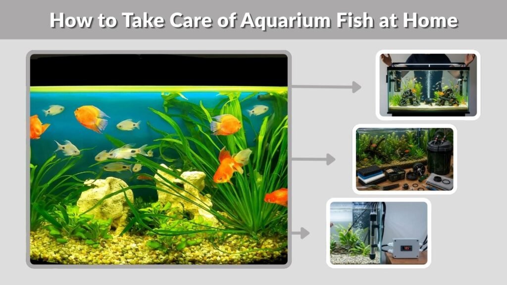 How to Take Care of Aquarium Fish at Home