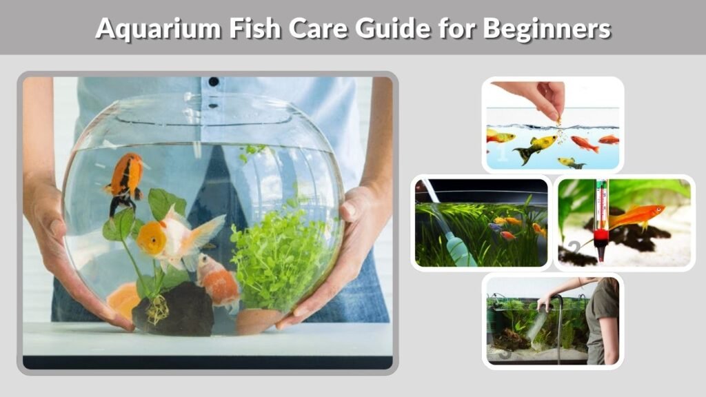 Aquarium Fish Care Guide for Beginners