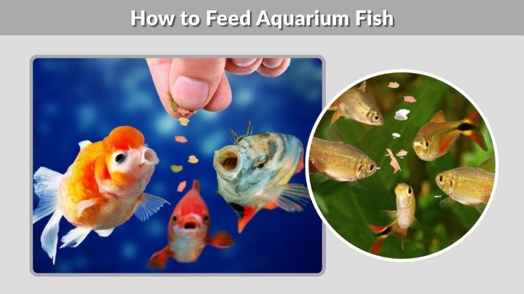 How to Feed Aquarium Fish