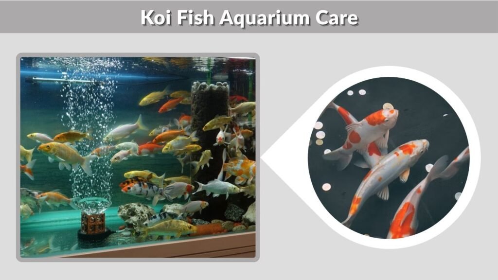 Koi Fish Aquarium Care