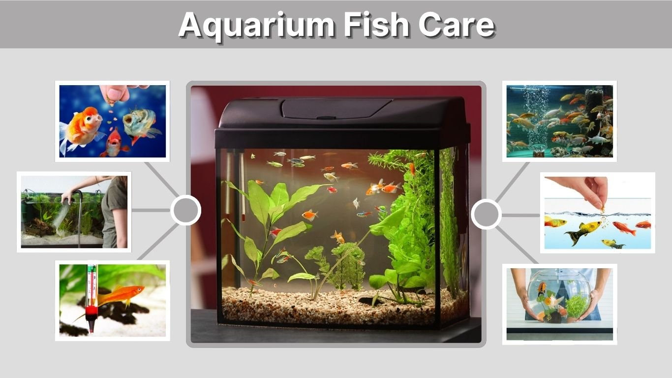 Aquarium Fish Care: Complete Beginner Guide