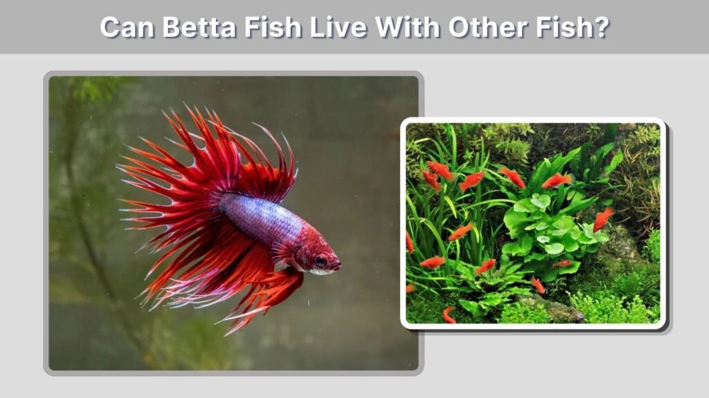 Can Betta Fish Live With Other Fish?