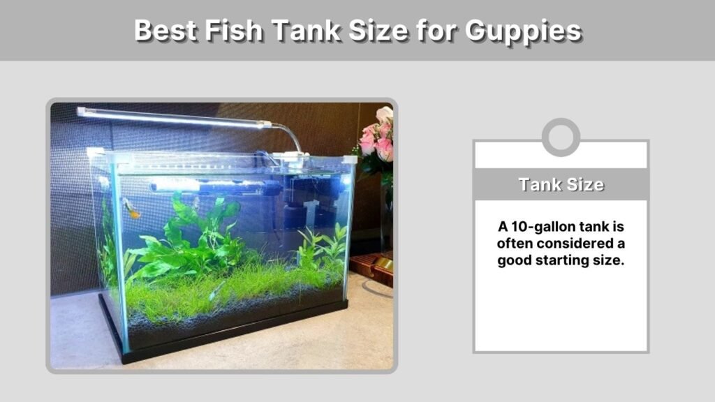 Best Fish Tank Size for Guppies