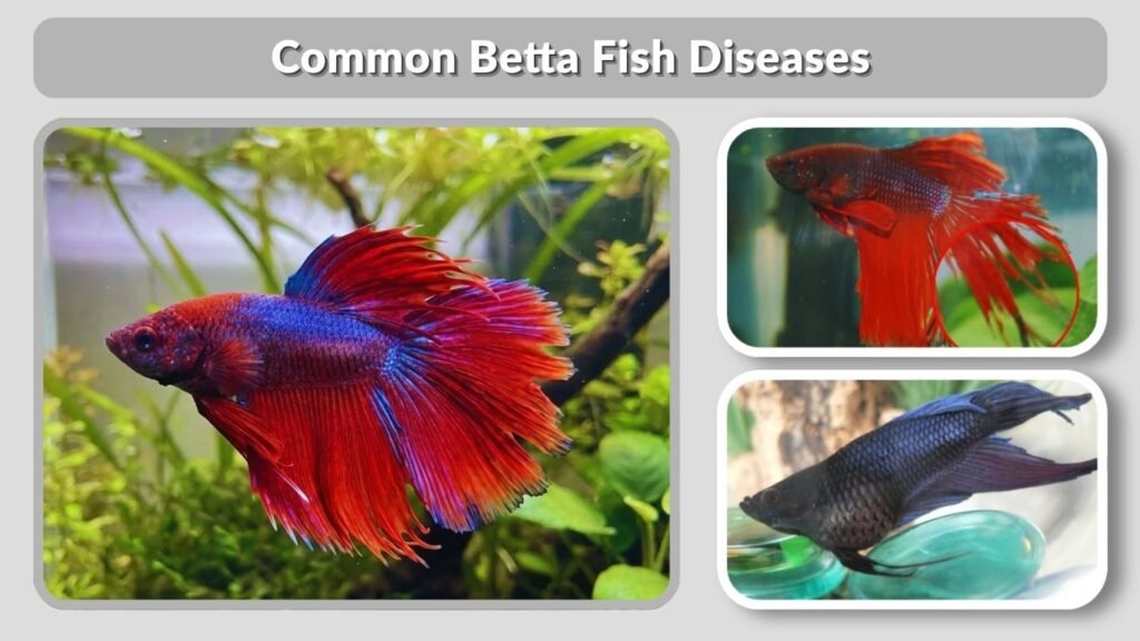 Common Betta Fish Diseases