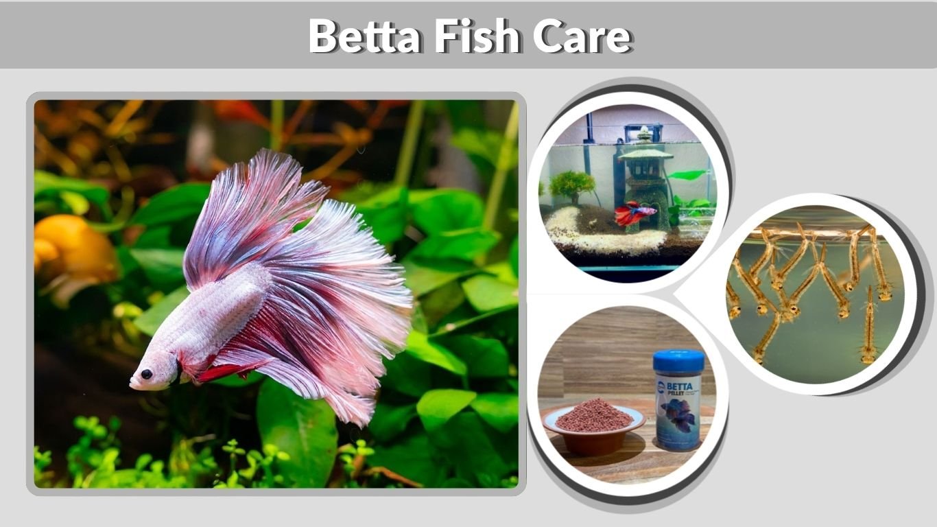 Betta Fish Care: Tank, Food, Lifespan and Tank Mates