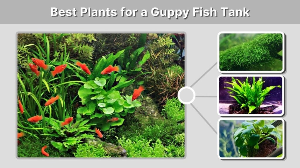 Best Plants for a Guppy Fish Tank