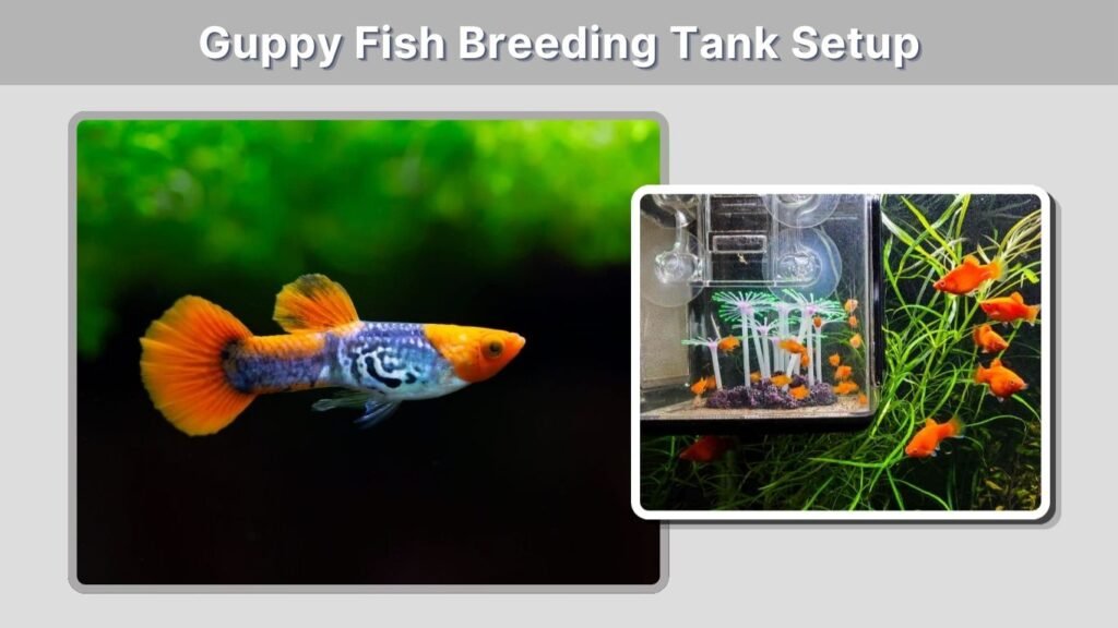 Guppy Fish Breeding Tank Setup