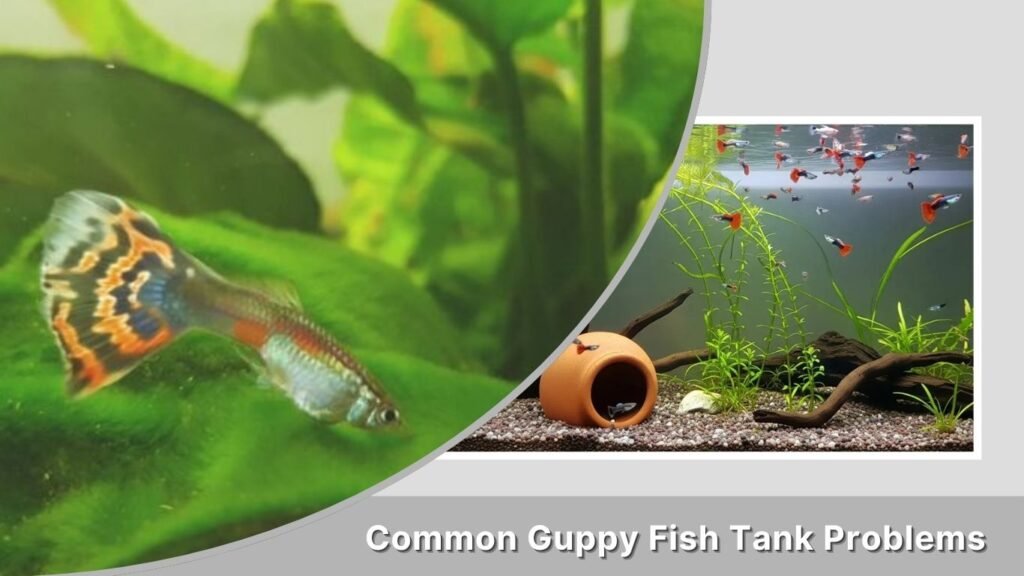 Common Guppy Fish Tank Problems