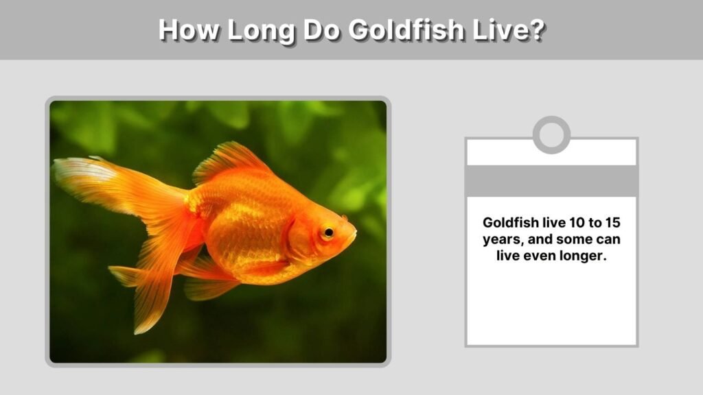 How Long Do Goldfish Live?