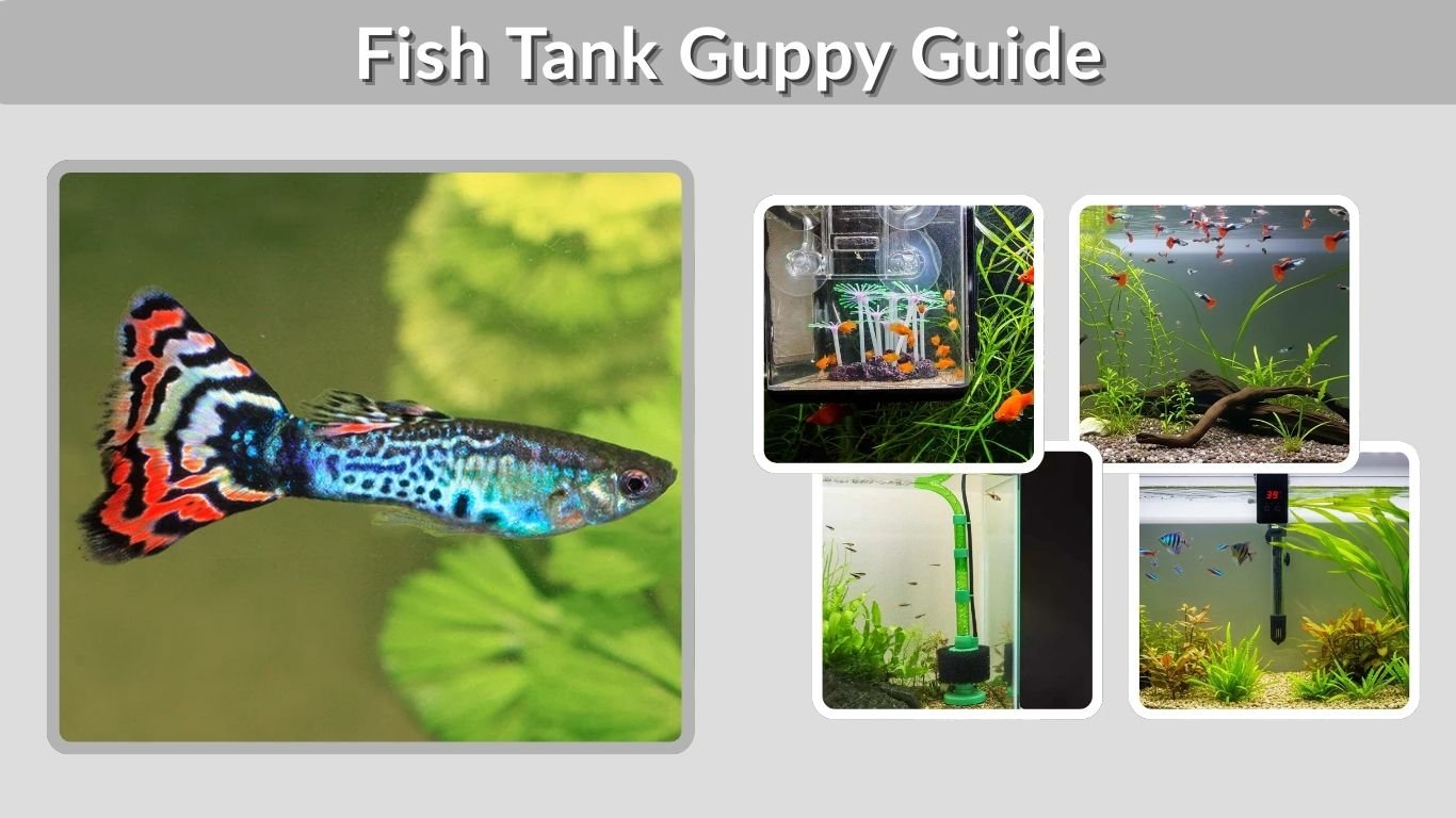 Fish Tank Guppy Guide: Setup, Size, Mates and Care