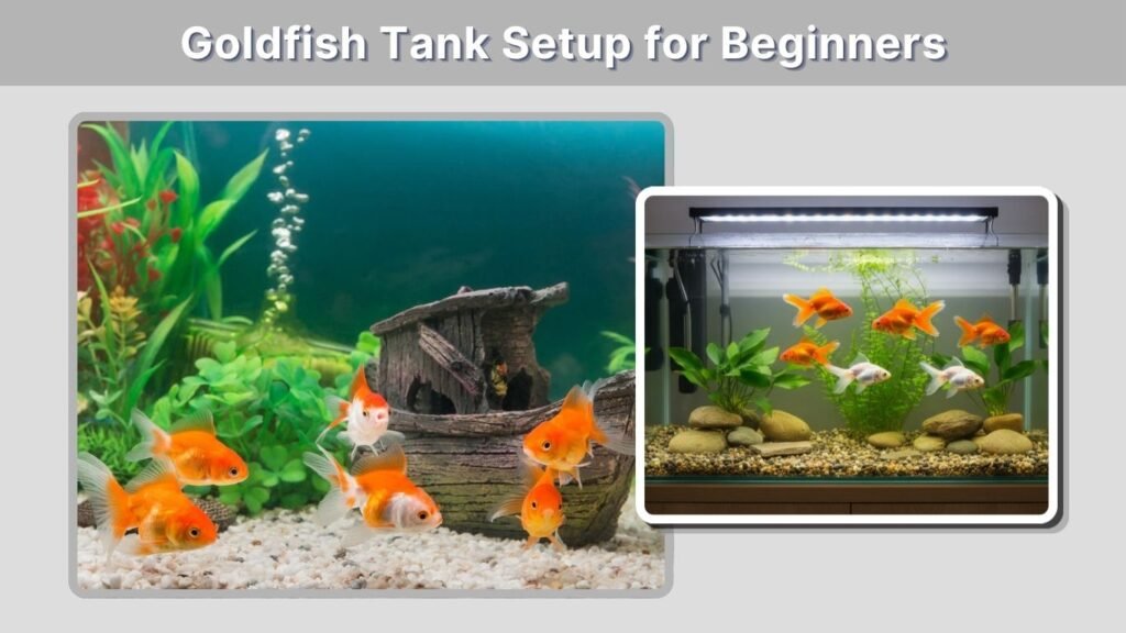 Goldfish Tank Setup for Beginners