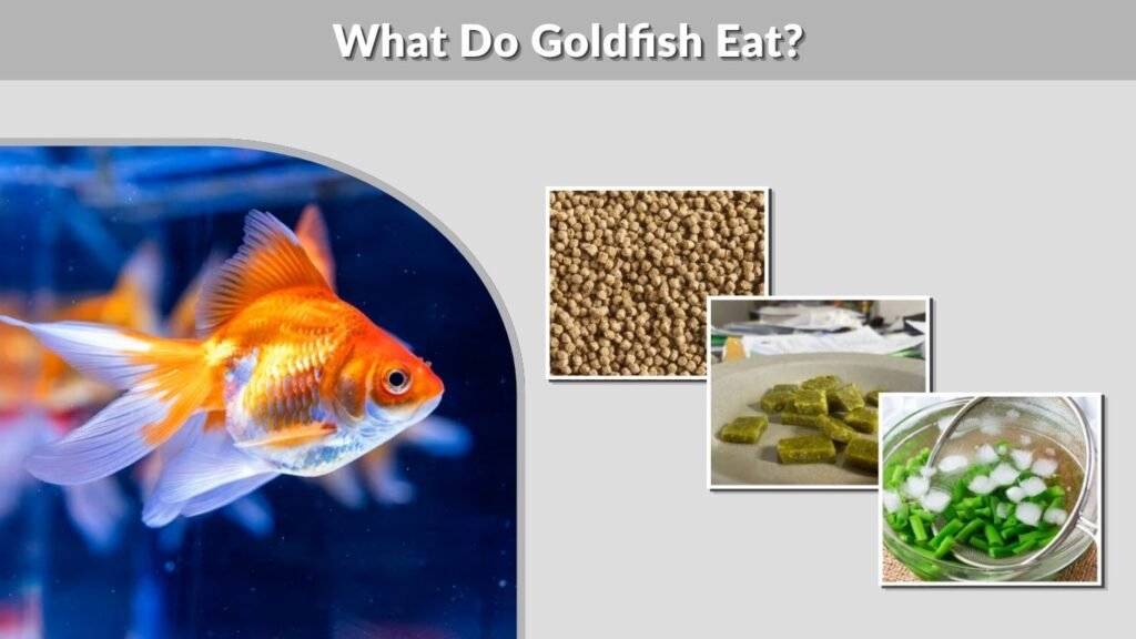 What Do Goldfish Eat?