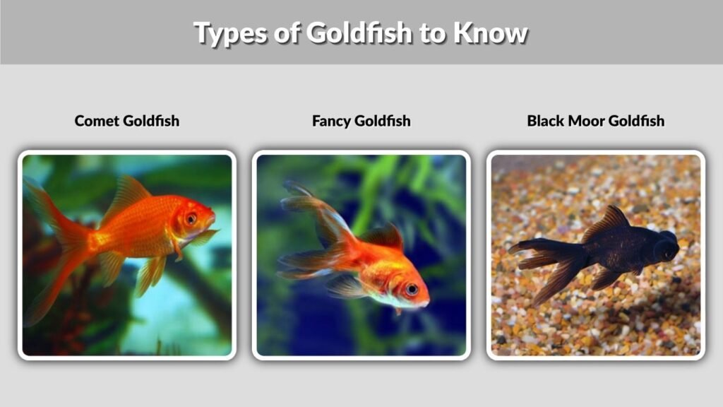 Types of Goldfish to Know