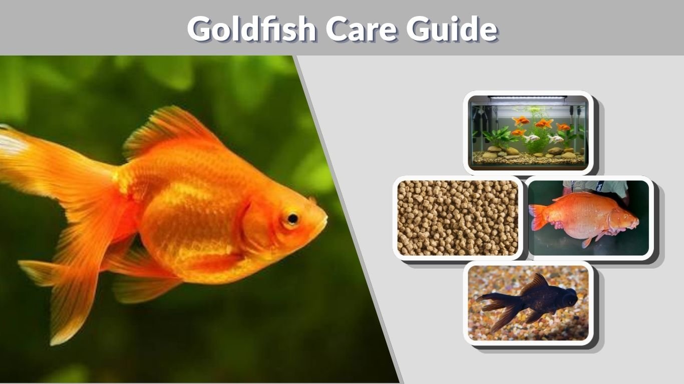 Goldfish Care Guide: Tank, Food, Types and Lifespan