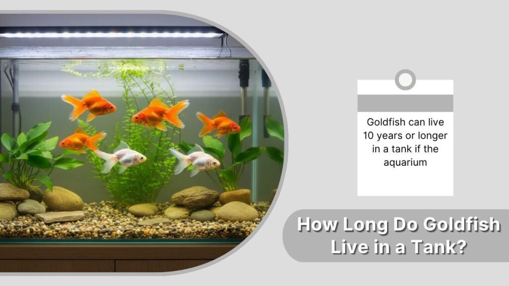 How Long Do Goldfish Live in a Tank?