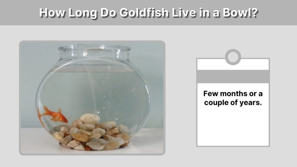How Long Do Goldfish Live in a Bowl?