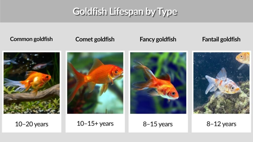 Goldfish Lifespan by Type