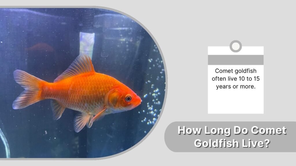 How Long Do Comet Goldfish Live?