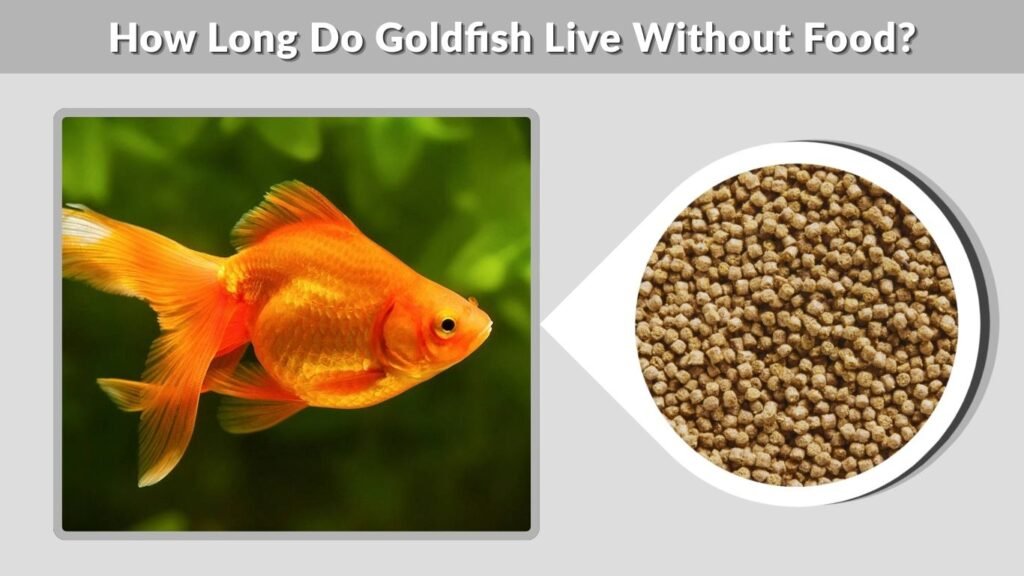 How Long Do Goldfish Live Without Food?