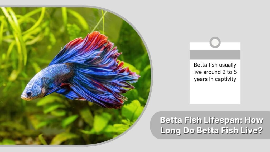 Betta Fish Lifespan: How Long Do Betta Fish Live?