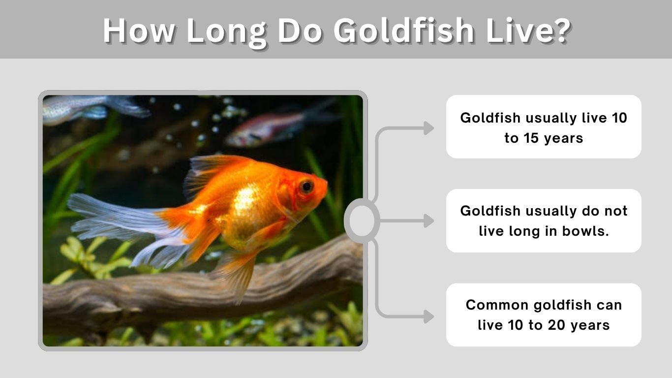 How Long Do Goldfish Live? Lifespan and Care Guide