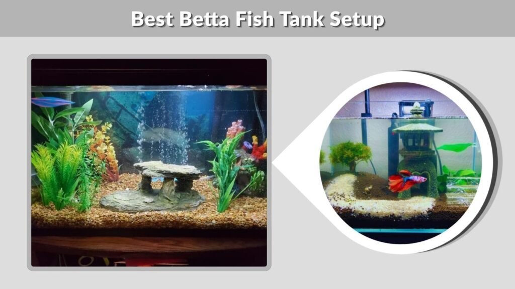 Best Betta Fish Tank Setup