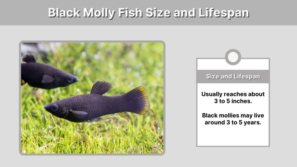 Black Molly Fish Size and Lifespan
