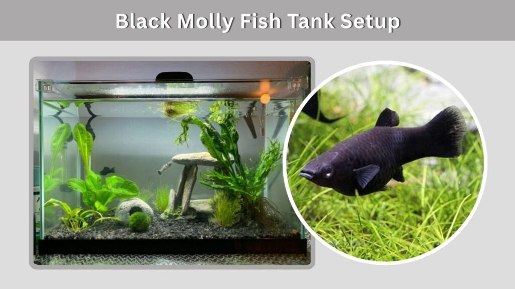 Black Molly Fish Tank Setup