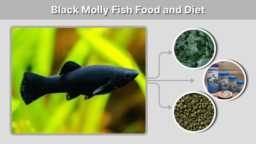 Black Molly Fish Food and Diet