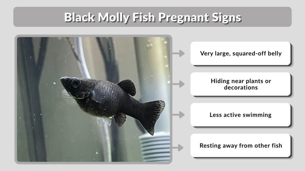 Black Molly Fish Pregnant Signs