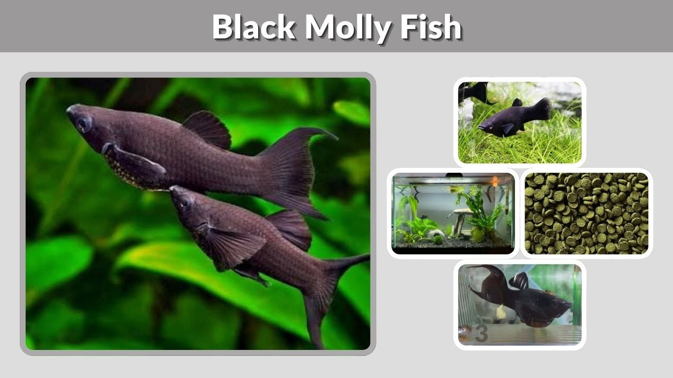 Black Molly Fish: Complete Care Guide for Beginners