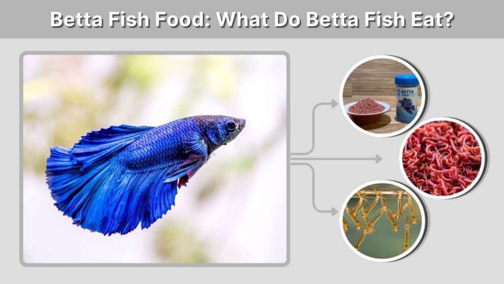 Betta Fish Food: What Do Betta Fish Eat?