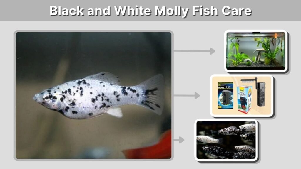 Black and White Molly Fish Care