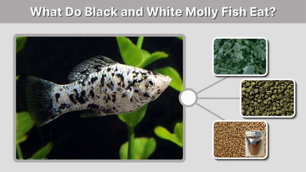 What Do Black and White Molly Fish Eat?