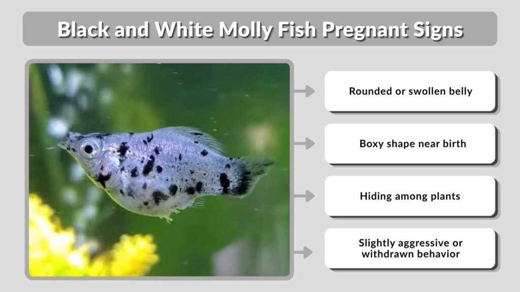 Black and White Molly Fish Pregnant Signs