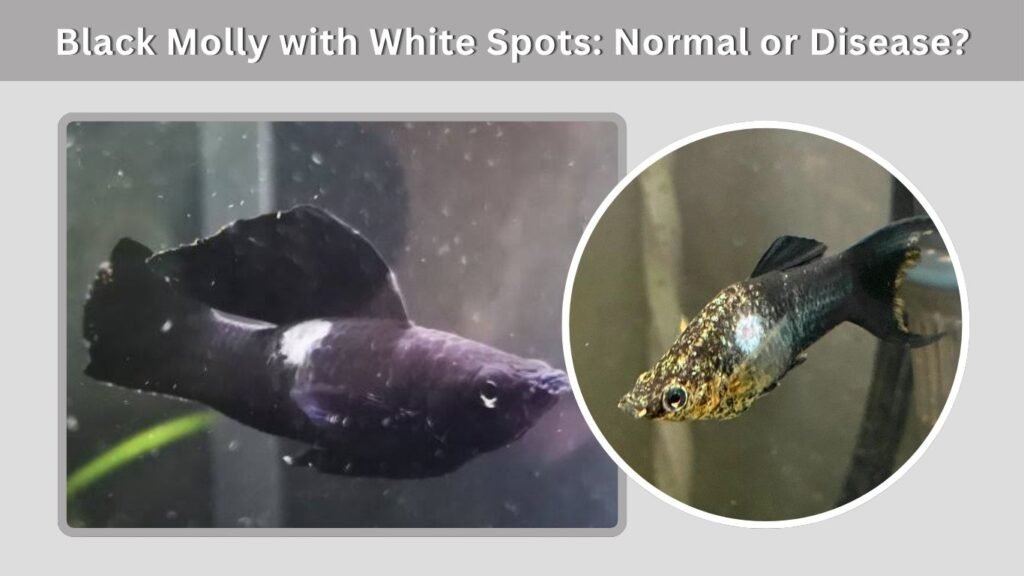 Black Molly with White Spots: Normal or Disease?