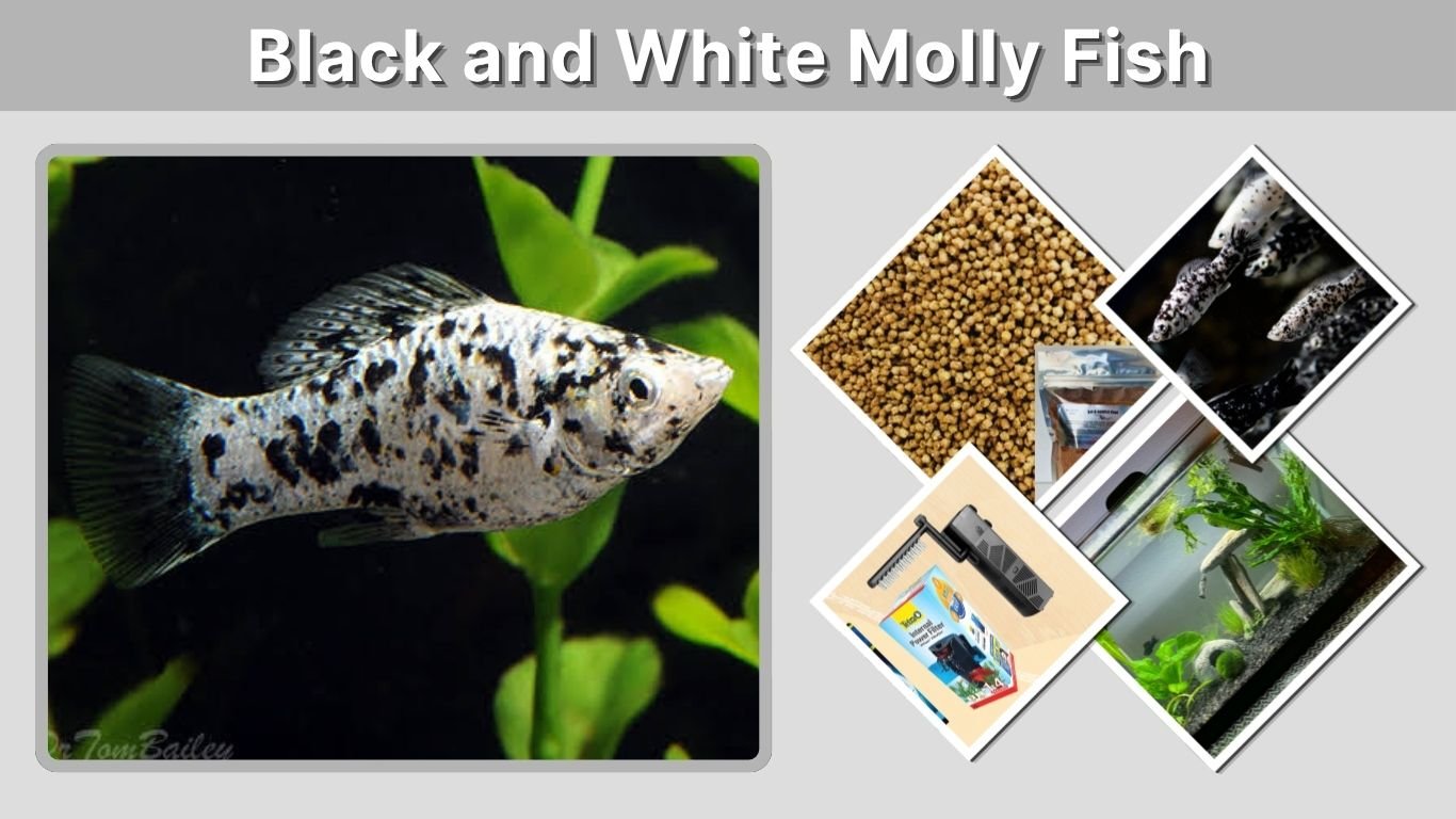 Black and White Molly Fish: Care, Colors, Health, and Breeding