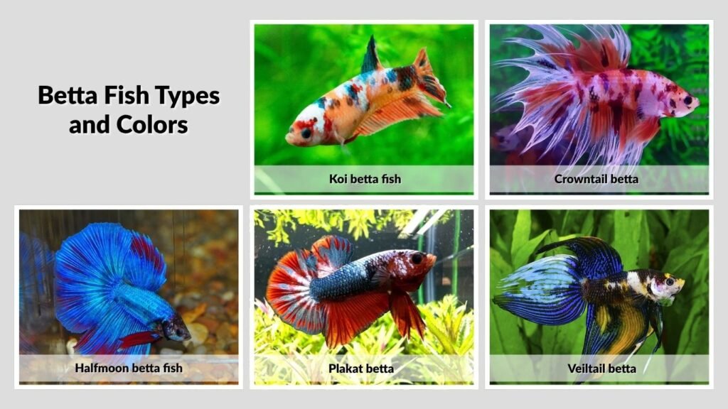 Betta Fish Types and Colors