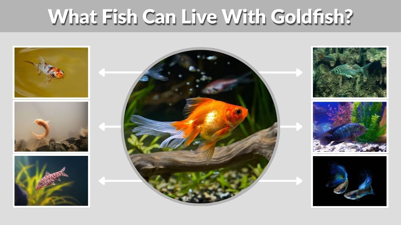 What Fish Can Live With Goldfish? Best Tank Mate Guide