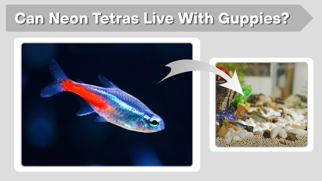Can Neon Tetras Live With Guppies? Full Tank Guide