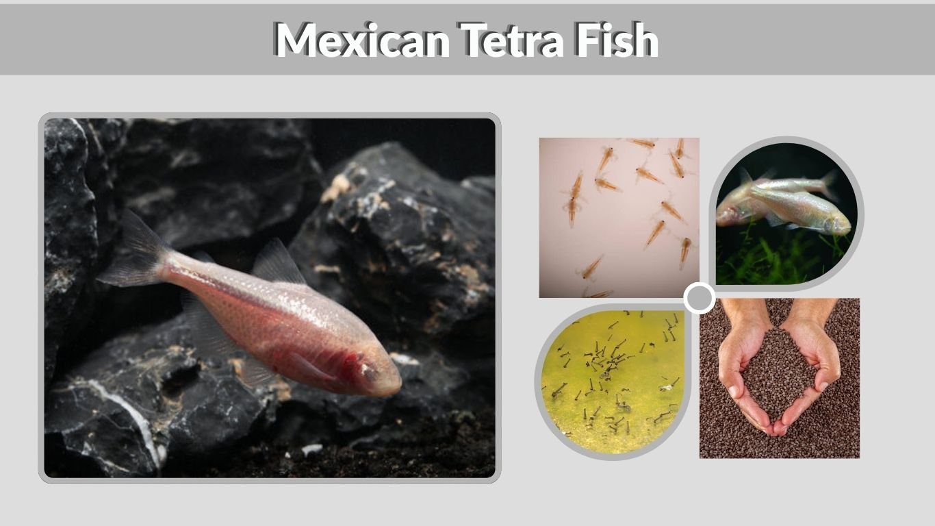 Mexican Tetra Fish: Care, Size, Diet, Tank Mates, and Facts