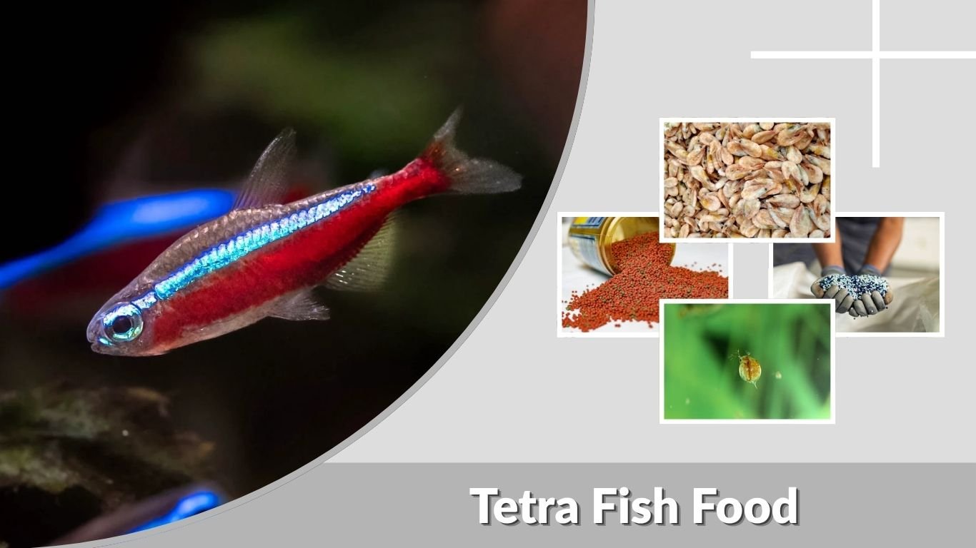Tetra Fish Food: Best Flakes, Pellets and Feeding Guide