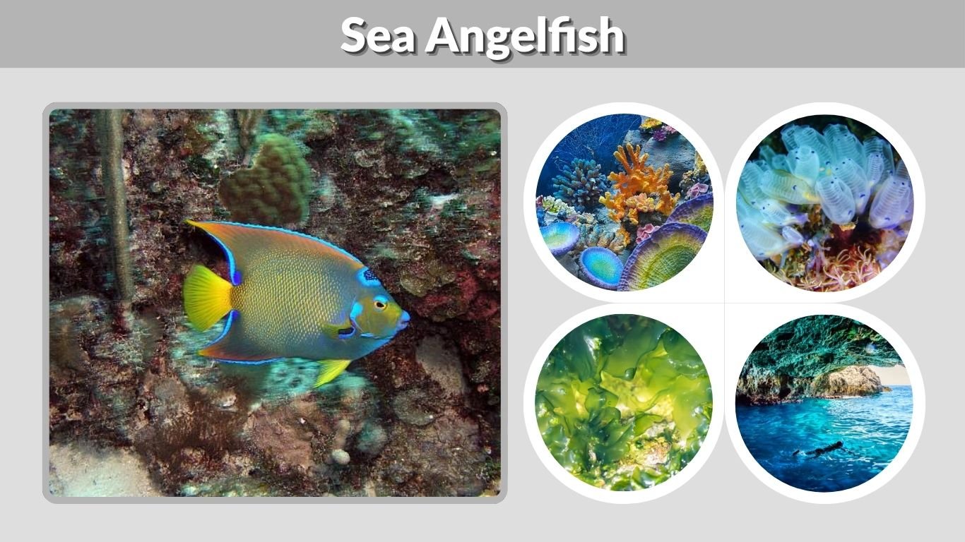 Sea Angelfish: Habitat, Diet, Types, and Aquarium Care