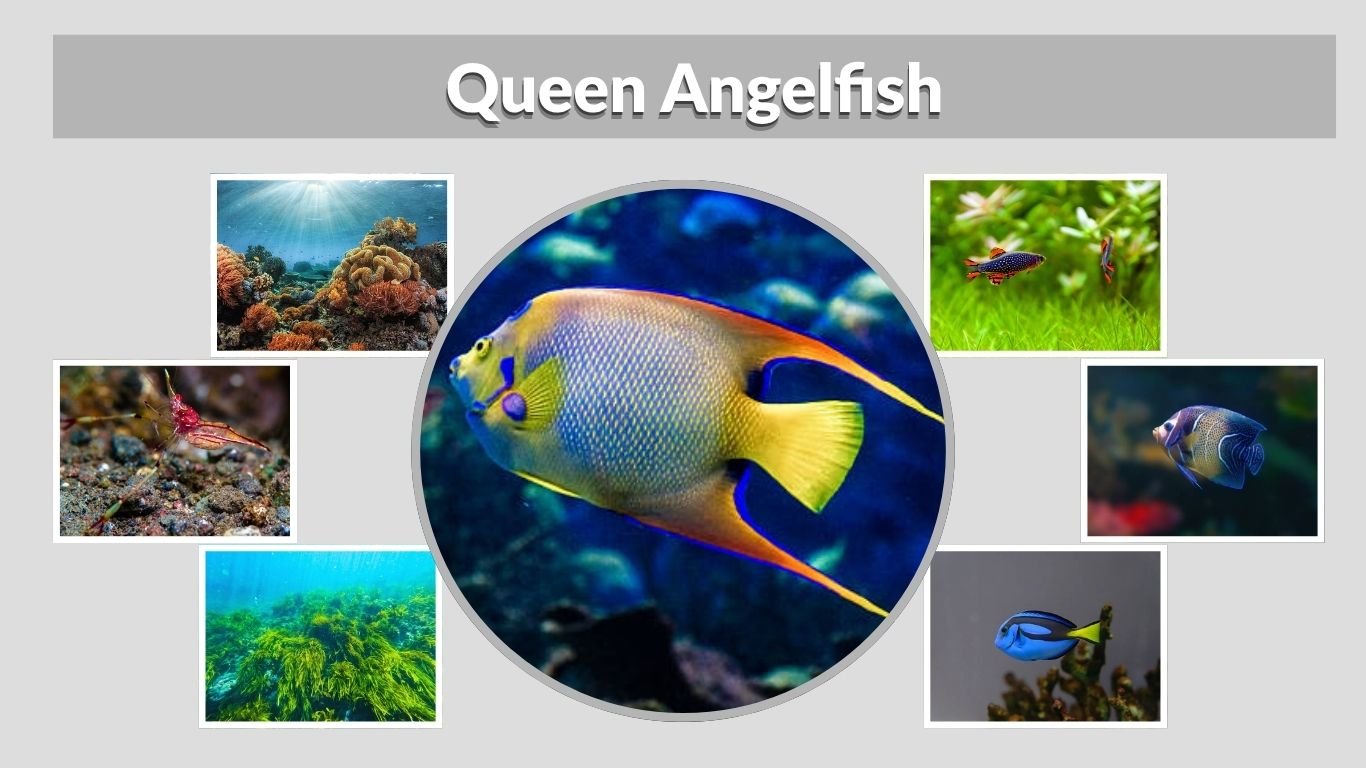 Queen Angelfish: Care, Size, Diet, Habitat and Facts