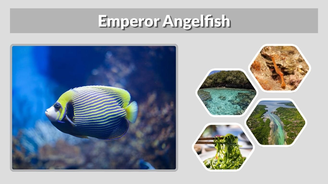 Emperor Angelfish: Care, Size, Diet, Tank Setup and Facts