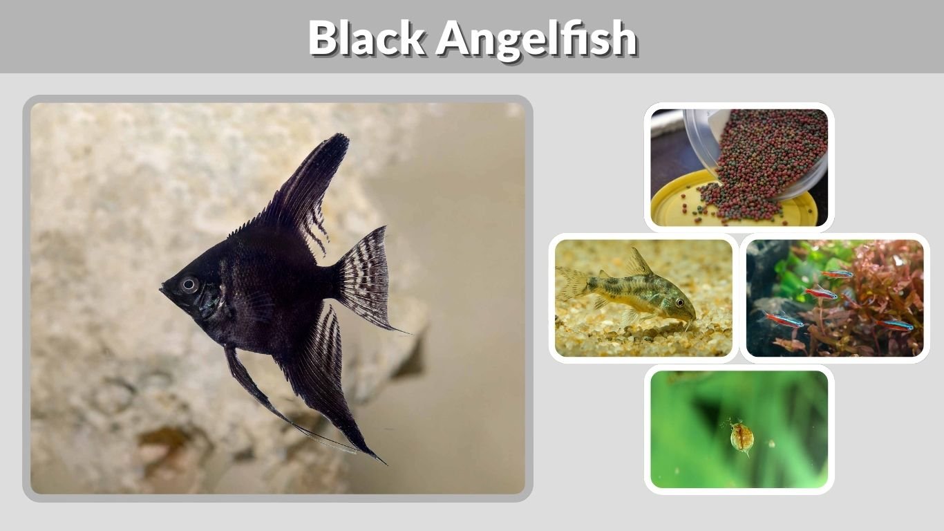 Black Angelfish: Care, Size, Tank Setup and Varieties