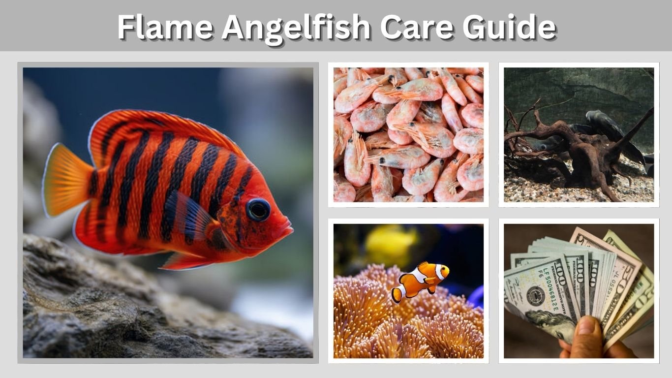 Flame Angelfish Care Guide: Tank Size, Diet, Reef Safety & Facts